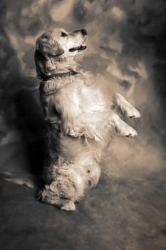 golden retriever dog portrait of pet animal