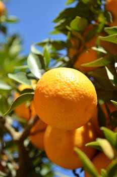 Sour orange (or bigarade) on tree
