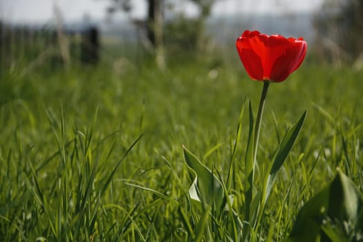 red tulip in spring meadow