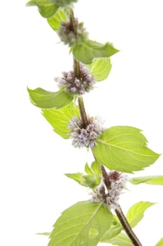 Blooming Mint Branch,Isolated