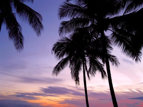 Palm trees backlit at a glowing sunset
