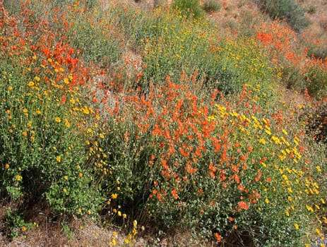 Yellow and red flowers in the desert
