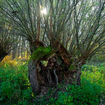 Square shot of a pollard willow in backlight
