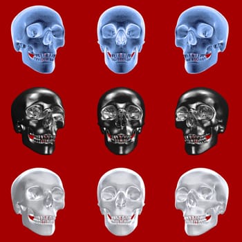 Skulls with various textures and views