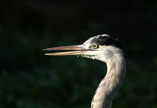 Grey heron