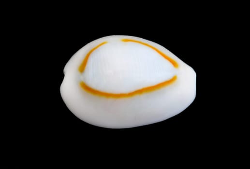 An isolated seashell over black. This is #4 in a series.