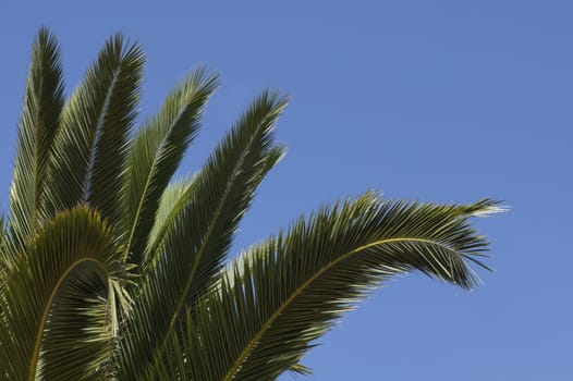 Leaves of a date palm