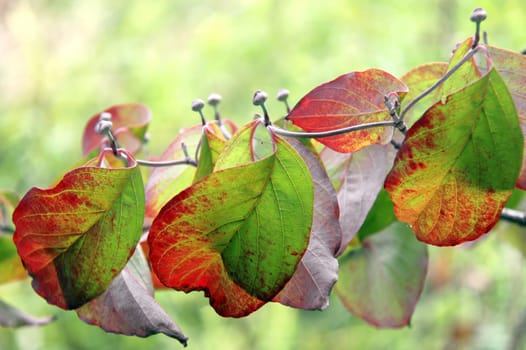 Eastern Flowering Dogwood [Cornus Venus]