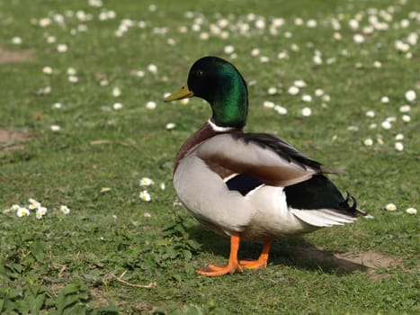 Mallard