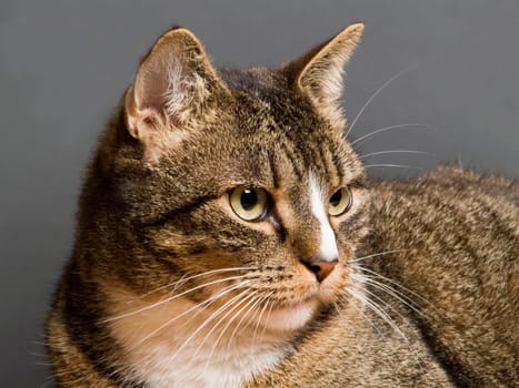 The image shows my cat Lilly in front of a gray background