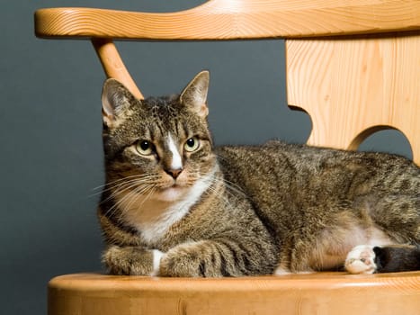 The image shows my cat Lilly in front of a gray background