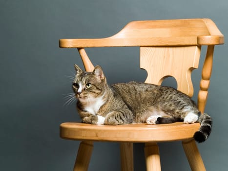 The image shows my cat Lilly in front of a gray background