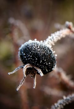 Rose hip