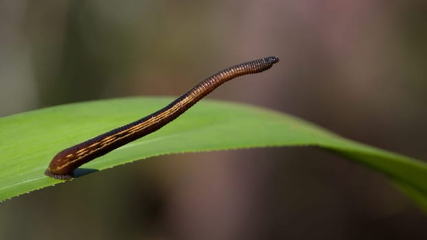 A skinny blood sucking leech reaching for something to attach on to.