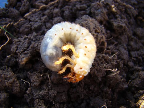 Cockchafer larva