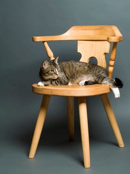 The image shows my cat Lilly in front of a gray background