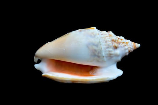 An isolated conch seashell over black. This is #6 in a series.