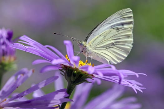 Rapeseed White [Pieris napi]