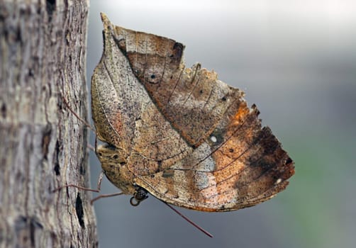 Indian Leafwing [Kallima paralekta]