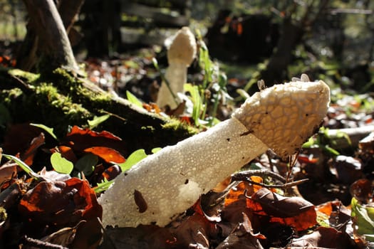 Stink morels in the backlight