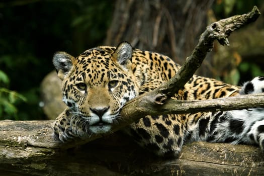Relax III