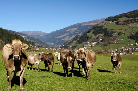 Cattle herd in the Alps (Tyrol,Austria)
