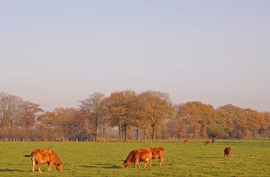 Cow pasture