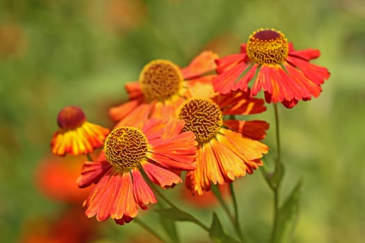 Sun Bride Helenium