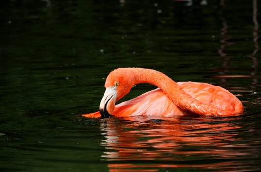 Flamingo