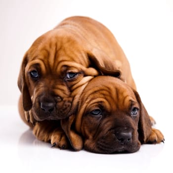 Little dog
