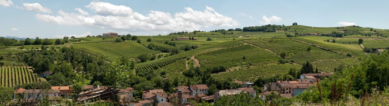 overview of a vineyard on the hills of Acqui Terme
