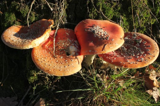Four toadstools in the evening light