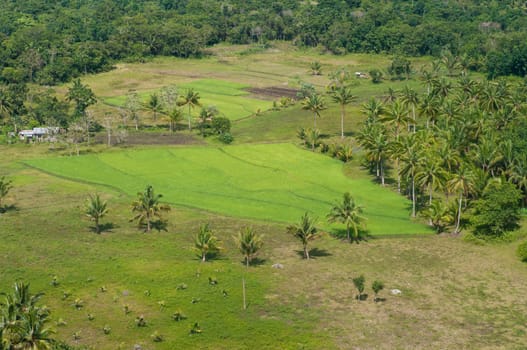 small rice field on Bohol, Philippines