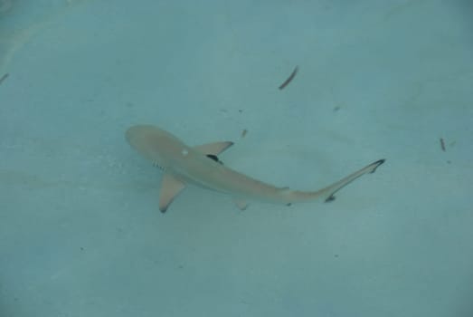 Carcharhinus melanopterus or blacktip reef shark on Maldives coast
