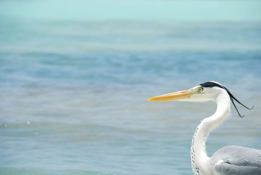 closeup of a Heron on a maldivian island