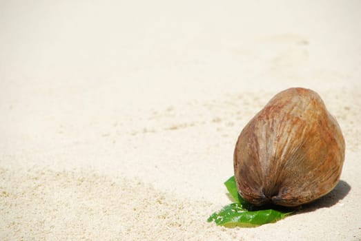 beautiful sand background with coconut fruit (shallow depth of field)