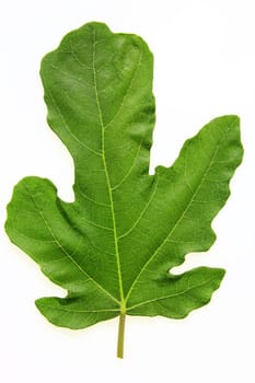 Fig leaf