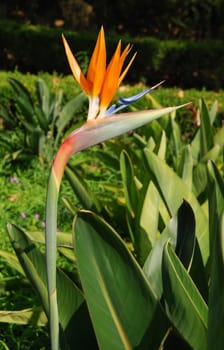 close up photo of a bird of paradise flower