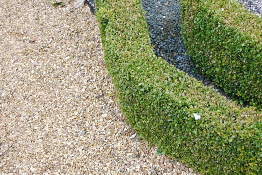 close-up on green and beautiful ornamental garden with hedges of buxus sempervirens