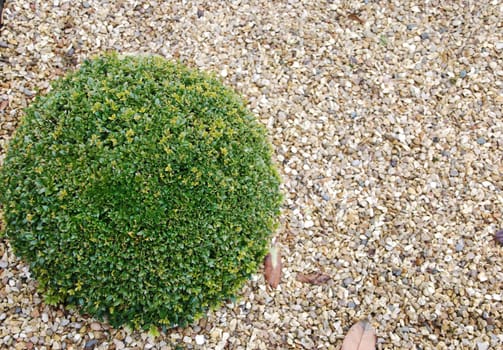 close-up on green and beautiful ornamental garden
