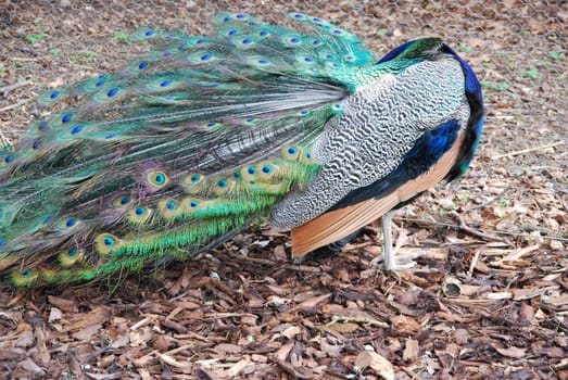close-up of a beautiful and shy peacock