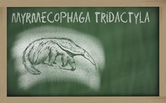 myrmecophaga tridactyla sketched with chalk on blackboard