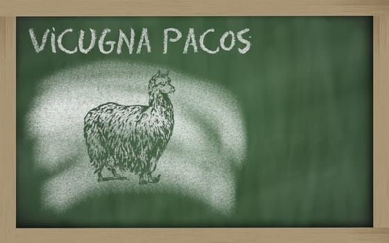 vicugna pacos sketched with chalk on blackboard