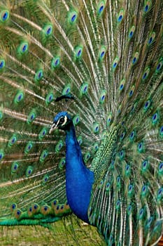 Proud peacock