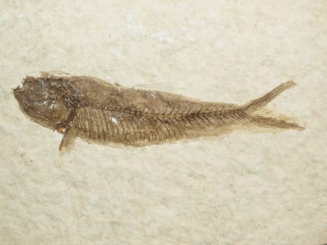 Fossil Fish