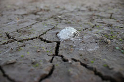 Dew-wetted feather on the shore of the Edersee