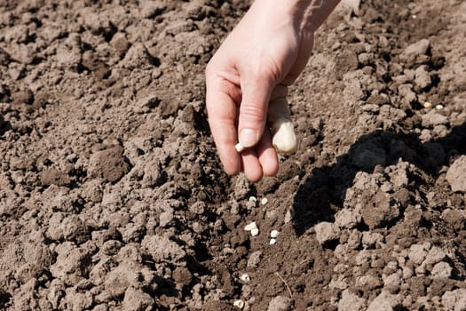 hand planting the seeds into the ground