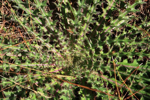 Star-shaped thistle in Florida