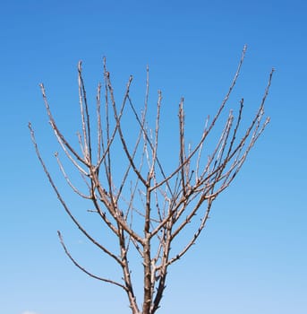 beautiful cherry tree before having flowers/cherries (blue sky background)