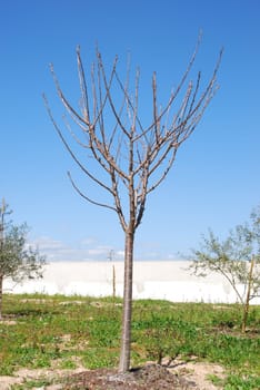 beautiful cherry tree before having flowers/cherries (blue sky background)